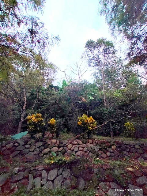 Larix pine garden plaza at Nangang, Taipei, Taiwan, SJKen, Dec 10, 2021.