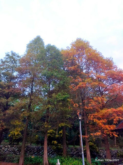 Larix pine garden plaza at Nangang, Taipei, Taiwan, SJKen, Dec 10, 2021.