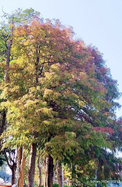 Larix pine at Bi-Hu garden, Taipei, Taiwan, SJKen, Dec 16,2021.