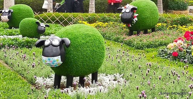 士林官邸2021「菊來運轉」花展 (Shilin Residence Chrysanthesmum Festival), Nov 26 ~ Dec 12, 2021, Taipei, Taiwan, SJKen, Dec 4, 2021.