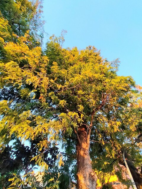 Larix pine trail nearby Fuxinggang metro station, Taipei, Taiwan, SJKen, Dec 11, 2021.