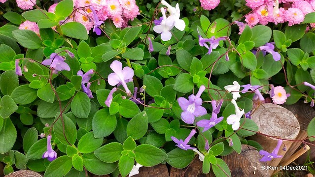 士林官邸2021「菊來運轉」花展 (Shilin Residence Chrysanthesmum Festival), Nov 26 ~ Dec 12, 2021, Taipei, Taiwan, SJKen, Dec 4, 2021.