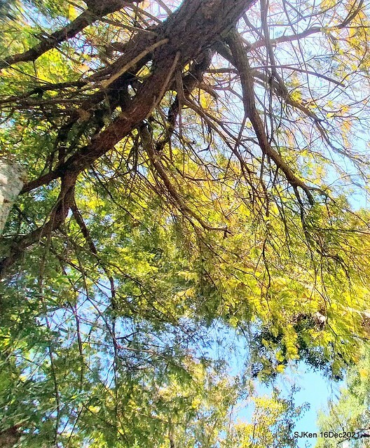 Larix pine at Bi-Hu garden, Taipei, Taiwan, SJKen, Dec 16,2021.