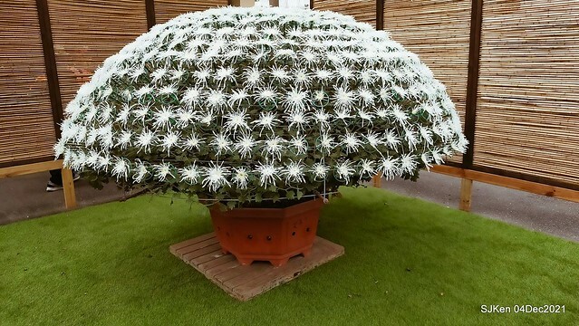 士林官邸2021「菊來運轉」花展 (Shilin Residence Chrysanthesmum Festival), Nov 26 ~ Dec 12, 2021, Taipei, Taiwan, SJKen, Dec 4, 2021.