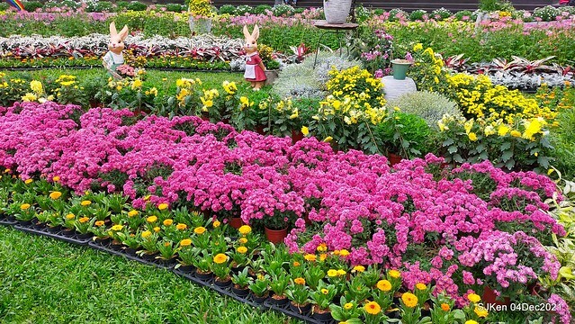 士林官邸2021「菊來運轉」花展 (Shilin Residence Chrysanthesmum Festival), Nov 26 ~ Dec 12, 2021, Taipei, Taiwan, SJKen, Dec 4, 2021.