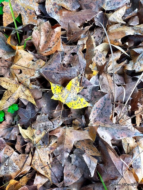 Larix pine garden plaza at Nangang, Taipei, Taiwan, SJKen, Dec 10, 2021.