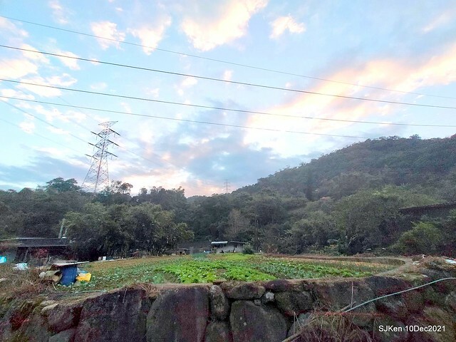 Larix pine garden plaza at Nangang, Taipei, Taiwan, SJKen, Dec 10, 2021.