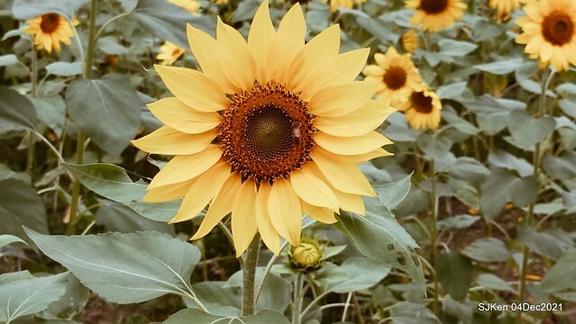 士林官邸2021「菊來運轉」花展 (Shilin Residence Chrysanthesmum Festival), Nov 26 ~ Dec 12, 2021, Taipei, Taiwan, SJKen, Dec 4, 2021.