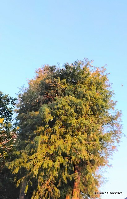 Larix pine trail nearby Fuxinggang metro station, Taipei, Taiwan, SJKen, Dec 11, 2021.