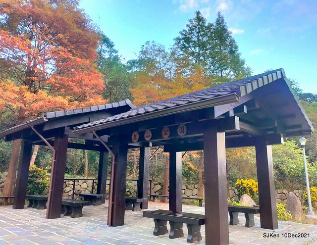 Larix pine garden plaza at Nangang, Taipei, Taiwan, SJKen, Dec 10, 2021.