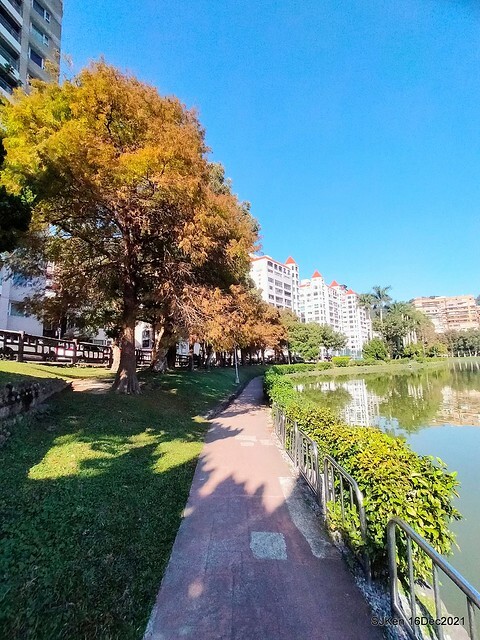 Larix pine at Bi-Hu garden, Taipei, Taiwan, SJKen, Dec 16,2021.
