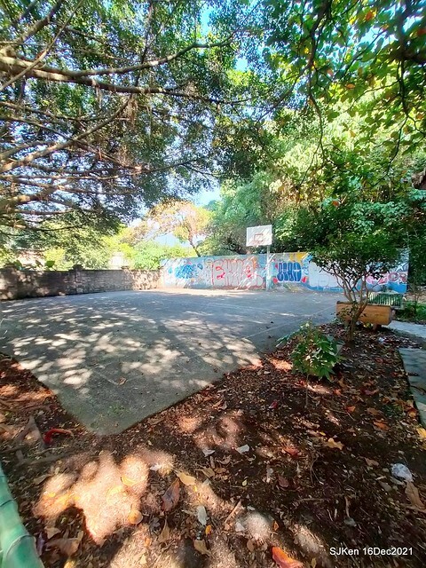 Larix pine at Bi-Hu garden, Taipei, Taiwan, SJKen, Dec 16,2021.