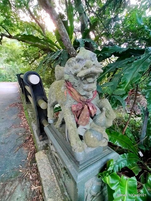 Larix pine garden plaza at Nangang, Taipei, Taiwan, SJKen, Dec 10, 2021.