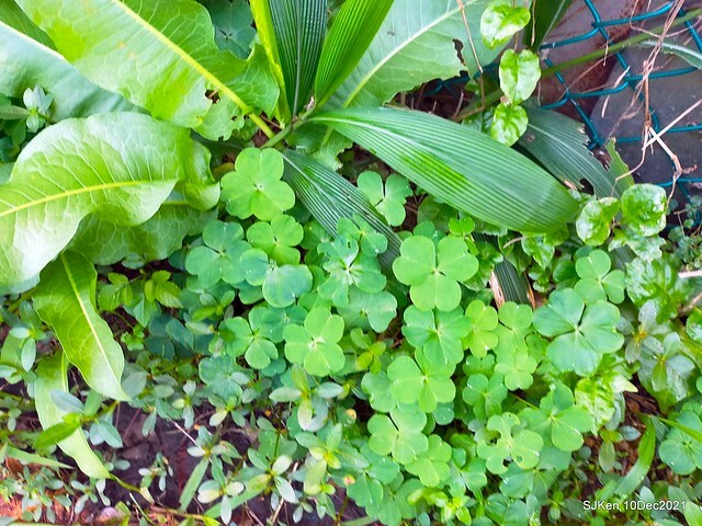 Larix pine garden plaza at Nangang, Taipei, Taiwan, SJKen, Dec 10, 2021.