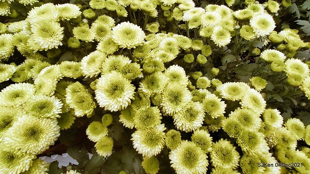 士林官邸2021「菊來運轉」花展 (Shilin Residence Chrysanthesmum Festival), Nov 26 ~ Dec 12, 2021, Taipei, Taiwan, SJKen, Dec 4, 2021.