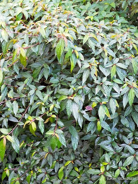 Larix pine garden plaza at Nangang, Taipei, Taiwan, SJKen, Dec 10, 2021.
