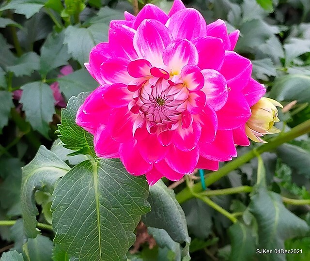 士林官邸2021「菊來運轉」花展 (Shilin Residence Chrysanthesmum Festival), Nov 26 ~ Dec 12, 2021, Taipei, Taiwan, SJKen, Dec 4, 2021.