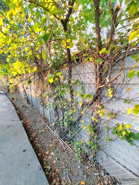 Larix pine trail nearby Fuxinggang metro station, Taipei, Taiwan, SJKen, Dec 11, 2021.