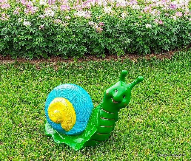 士林官邸2021「菊來運轉」花展 (Shilin Residence Chrysanthesmum Festival), Nov 26 ~ Dec 12, 2021, Taipei, Taiwan, SJKen, Dec 4, 2021.