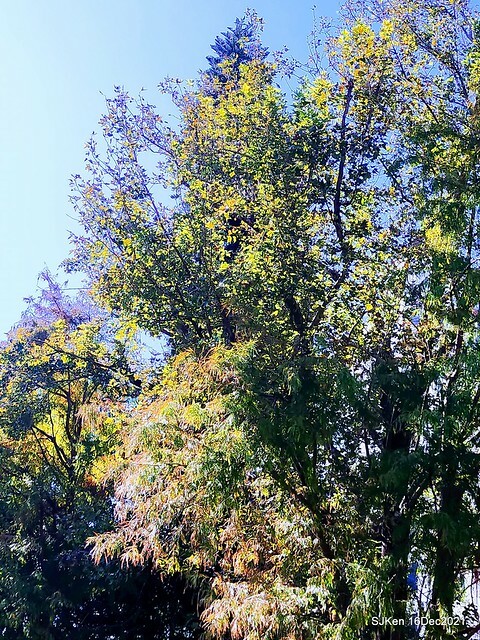 Larix pine at Bi-Hu garden, Taipei, Taiwan, SJKen, Dec 16,2021.