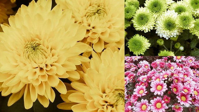 士林官邸2021「菊來運轉」花展 (Shilin Residence Chrysanthesmum Festival), Nov 26 ~ Dec 12, 2021, Taipei, Taiwan, SJKen, Dec 4, 2021.