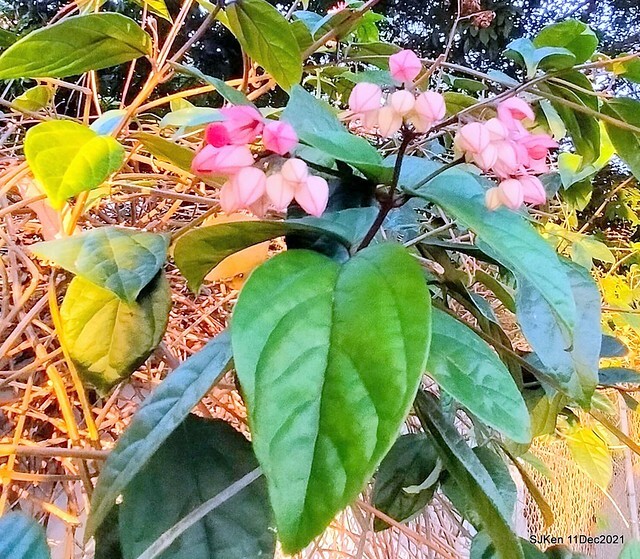 Larix pine trail nearby Fuxinggang metro station, Taipei, Taiwan, SJKen, Dec 11, 2021.
