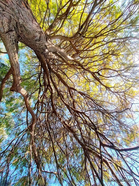 Larix pine at Bi-Hu garden, Taipei, Taiwan, SJKen, Dec 16,2021.