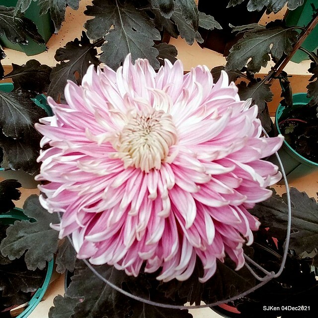 士林官邸2021「菊來運轉」花展 (Shilin Residence Chrysanthesmum Festival), Nov 26 ~ Dec 12, 2021, Taipei, Taiwan, SJKen, Dec 4, 2021.