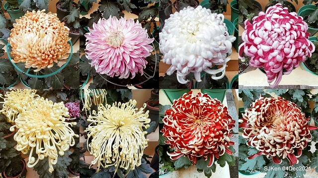 士林官邸2021「菊來運轉」花展 (Shilin Residence Chrysanthesmum Festival), Nov 26 ~ Dec 12, 2021, Taipei, Taiwan, SJKen, Dec 4, 2021.