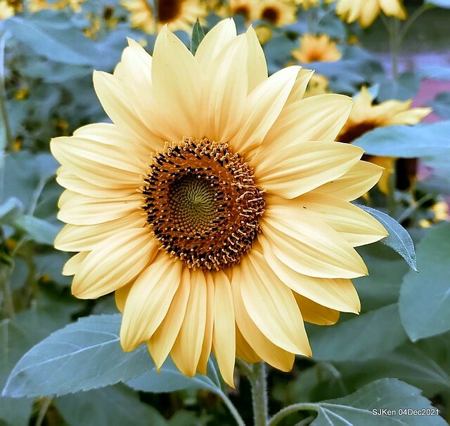 士林官邸2021「菊來運轉」花展 (Shilin Residence Chrysanthesmum Festival), Nov 26 ~ Dec 12, 2021, Taipei, Taiwan, SJKen, Dec 4, 2021.