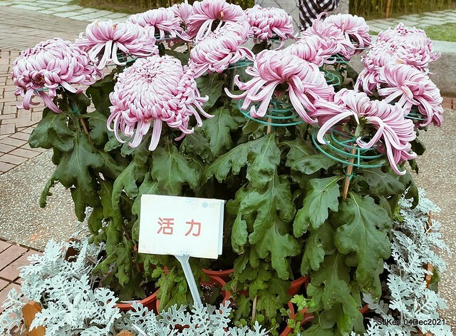 士林官邸2021「菊來運轉」花展 (Shilin Residence Chrysanthesmum Festival), Nov 26 ~ Dec 12, 2021, Taipei, Taiwan, SJKen, Dec 4, 2021.