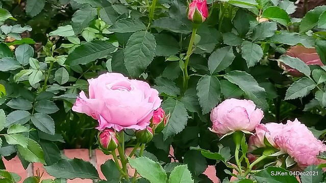 士林官邸2021「菊來運轉」花展 (Shilin Residence Chrysanthesmum Festival), Nov 26 ~ Dec 12, 2021, Taipei, Taiwan, SJKen, Dec 4, 2021.