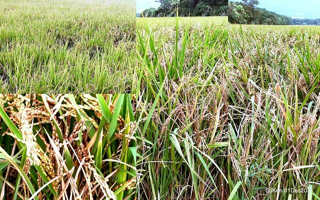 2021「熊愛關渡」稻草裝置藝術展(Bear art exhibition at Kuandu , Taipei, Taiwan, SJKen, Dec 1, 2021.