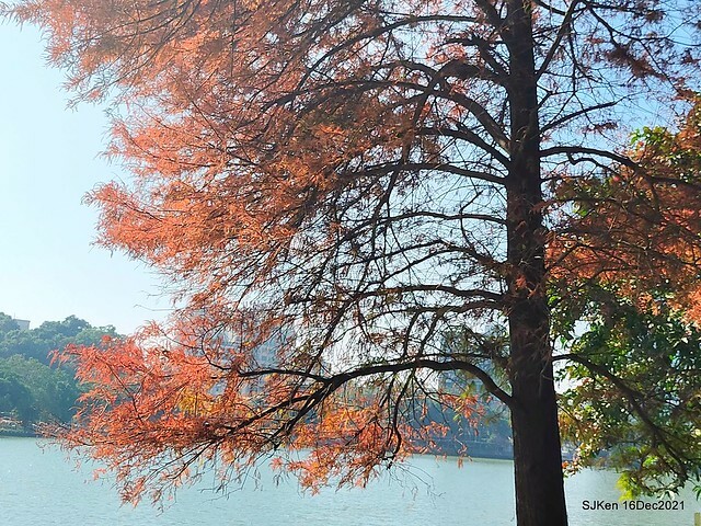 Larix pine at Bi-Hu garden, Taipei, Taiwan, SJKen, Dec 16,2021.