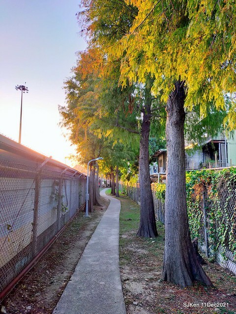 Larix pine trail nearby Fuxinggang metro station, Taipei, Taiwan, SJKen, Dec 11, 2021.