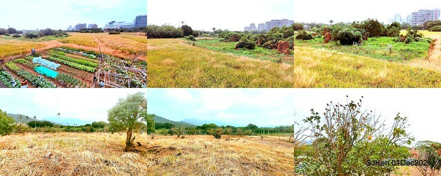 2021「熊愛關渡」稻草裝置藝術展(Bear art exhibition at Kuandu , Taipei, Taiwan, SJKen, Dec 1, 2021.