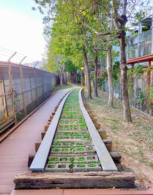 Larix pine trail nearby Fuxinggang metro station, Taipei, Taiwan, SJKen, Dec 11, 2021.