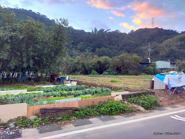 Larix pine garden plaza at Nangang, Taipei, Taiwan, SJKen, Dec 10, 2021.