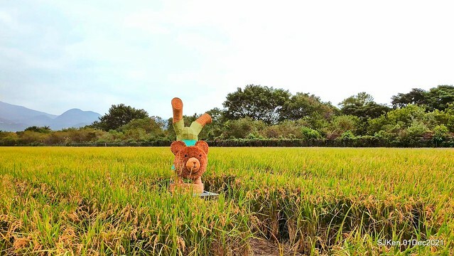 2021「熊愛關渡」稻草裝置藝術展(Bear art exhibition at Kuandu , Taipei, Taiwan, SJKen, Dec 1, 2021.