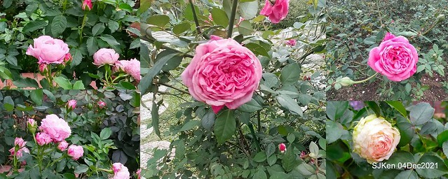 士林官邸2021「菊來運轉」花展 (Shilin Residence Chrysanthesmum Festival), Nov 26 ~ Dec 12, 2021, Taipei, Taiwan, SJKen, Dec 4, 2021.