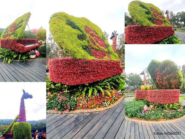 士林官邸2021「菊來運轉」花展 (Shilin Residence Chrysanthesmum Festival), Nov 26 ~ Dec 12, 2021, Taipei, Taiwan, SJKen, Dec 4, 2021.