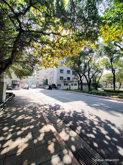 Larix pine at Bi-Hu garden, Taipei, Taiwan, SJKen, Dec 16,2021.