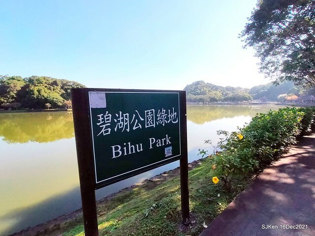 Larix pine at Bi-Hu garden, Taipei, Taiwan, SJKen, Dec 16,2021.