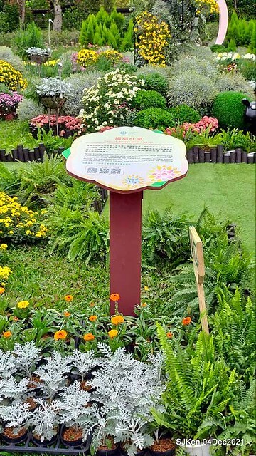 士林官邸2021「菊來運轉」花展 (Shilin Residence Chrysanthesmum Festival), Nov 26 ~ Dec 12, 2021, Taipei, Taiwan, SJKen, Dec 4, 2021.