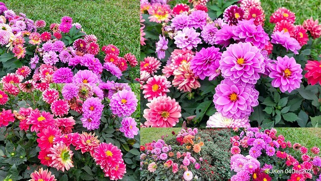 士林官邸2021「菊來運轉」花展 (Shilin Residence Chrysanthesmum Festival), Nov 26 ~ Dec 12, 2021, Taipei, Taiwan, SJKen, Dec 4, 2021.