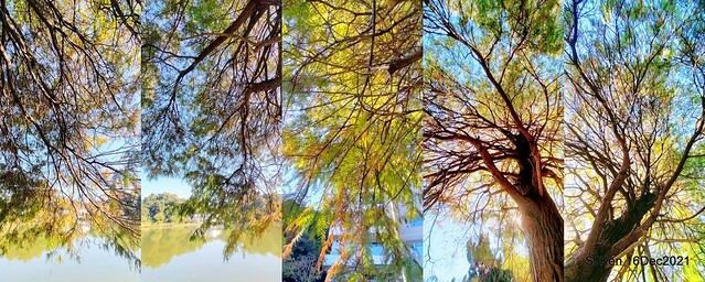 Larix pine at Bi-Hu garden, Taipei, Taiwan, SJKen, Dec 16,2021.