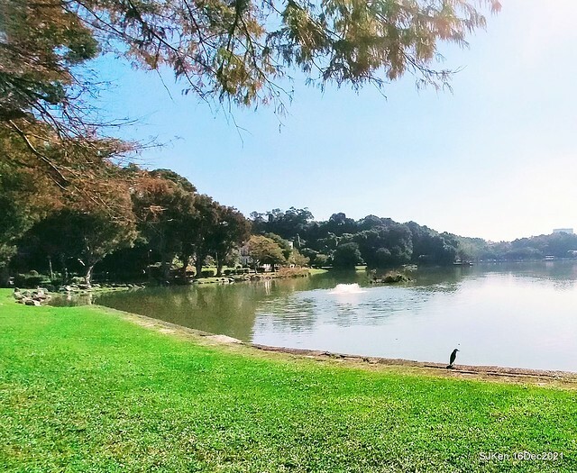 Larix pine at Bi-Hu garden, Taipei, Taiwan, SJKen, Dec 16,2021.
