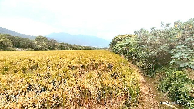 2021「熊愛關渡」稻草裝置藝術展(Bear art exhibition at Kuandu , Taipei, Taiwan, SJKen, Dec 1, 2021.