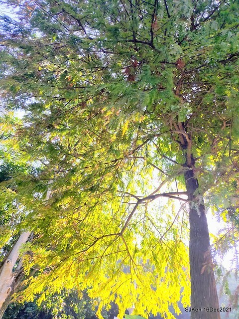 Larix pine at Bi-Hu garden, Taipei, Taiwan, SJKen, Dec 16,2021.