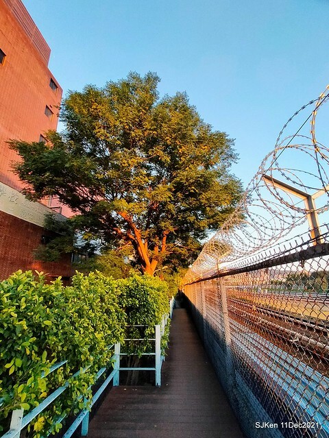 Larix pine trail nearby Fuxinggang metro station, Taipei, Taiwan, SJKen, Dec 11, 2021.